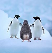 Fauna & Flora: animal family