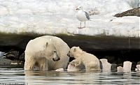 Fauna & Flora: polar bear cub slipped into the icy water