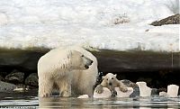 Fauna & Flora: polar bear cub slipped into the icy water