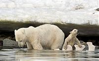 Fauna & Flora: polar bear cub slipped into the icy water