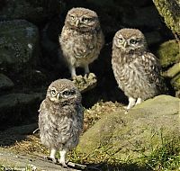 Fauna & Flora: owl battle