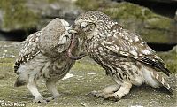 Fauna & Flora: owl battle