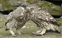 TopRq.com search results: owl battle