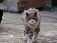 TopRq.com search results: angry cat