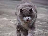 Fauna & Flora: angry cat