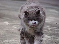 TopRq.com search results: angry cat