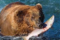 TopRq.com search results: bears fishing for salmon