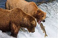 TopRq.com search results: bears fishing for salmon