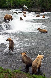 TopRq.com search results: bears fishing for salmon