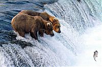 Fauna & Flora: bears fishing for salmon