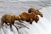 Fauna & Flora: bears fishing for salmon