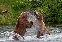 TopRq.com search results: bears fishing for salmon