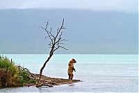 Fauna & Flora: bears fishing for salmon