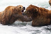 TopRq.com search results: bears fishing for salmon