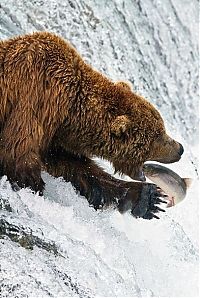 TopRq.com search results: bears fishing for salmon