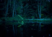 Fauna & Flora: fireflies in the night