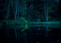 Fauna & Flora: fireflies in the night