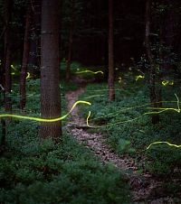 Fauna & Flora: fireflies in the night