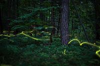 Fauna & Flora: fireflies in the night