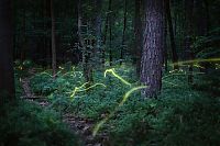 Fauna & Flora: fireflies in the night