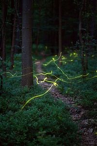 Fauna & Flora: fireflies in the night