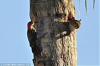 Fauna & Flora: squirrell steals a woodpecker's house