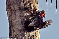 Fauna & Flora: squirrell steals a woodpecker's house