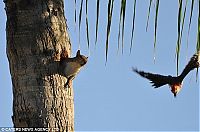TopRq.com search results: squirrell steals a woodpecker's house