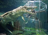 Fauna & Flora: Cage of Death, Crocosaurus Cove Park, Darwin City, Australia