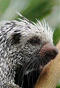 Fauna & Flora: baby porcupine