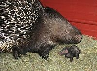 Fauna & Flora: baby porcupine