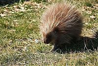 Fauna & Flora: baby porcupine