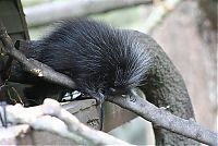 TopRq.com search results: baby porcupine