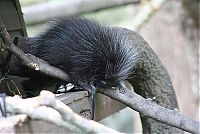 Fauna & Flora: baby porcupine