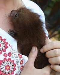 Fauna & Flora: baby porcupine