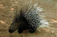 Fauna & Flora: baby porcupine