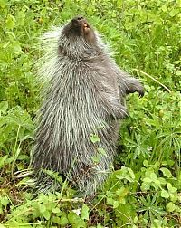 Fauna & Flora: baby porcupine