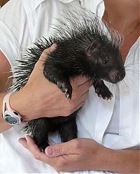 Fauna & Flora: baby porcupine