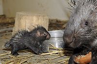 Fauna & Flora: baby porcupine