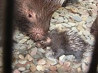 Fauna & Flora: baby porcupine