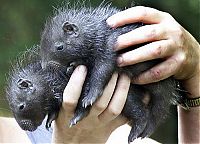 Fauna & Flora: baby porcupine