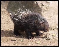 Fauna & Flora: baby porcupine