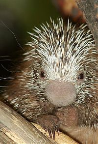 Fauna & Flora: baby porcupine
