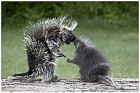 Fauna & Flora: baby porcupine