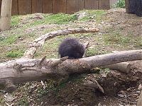 Fauna & Flora: baby porcupine