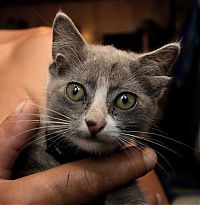 Fauna & Flora: Yoda, kitten with four ears