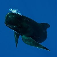 Fauna & Flora: Pilot whale, Strait of Gibraltar