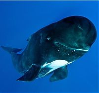 Fauna & Flora: Pilot whale, Strait of Gibraltar