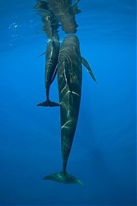Fauna & Flora: Pilot whale, Strait of Gibraltar