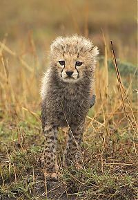Fauna & Flora: big cat